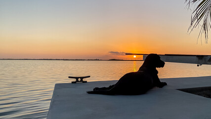 Black Labrador Laying Watching the Sunset in Key West Florida