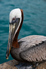 Brown pelican at Crash Boat Beach, Ponce, Puerto Rico 11/23/2023