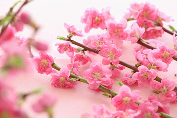 おひな祭り　桃の花