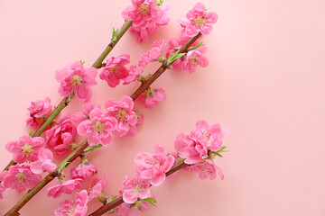 おひな祭り　桃の花