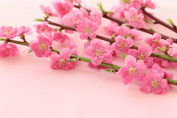 Fototapeta na wymiar おひな祭り　桃の花