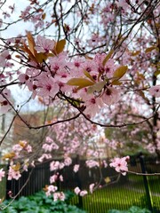 Obraz premium Cherry