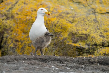 pacific gull chick with its mother on a island bird nesting in tasmania australia