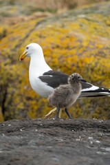 pacific gull chick with its mother on a island bird nesting in tasmania australia