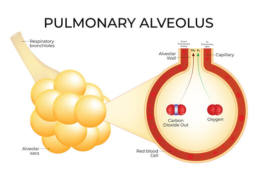 Pulmonary Alveous Science Design Vector Illustration