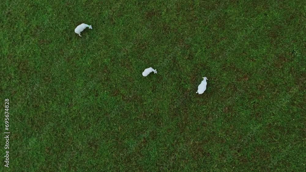 Poster drop down aerial view of flock of 3 sheep in open rural green grass field