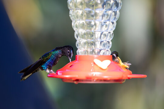 Velvet purple coronet (Boissonneaua jardini) feeding. A medium sized impressive hummingbird.