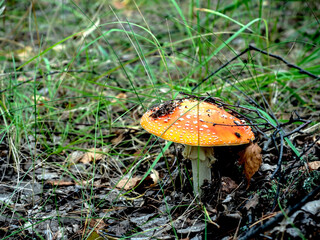 a bright red fly agaric in the forest among green grass