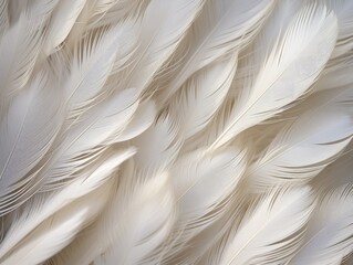 Ethereal Elegance: A Close-Up Capture of White Feathers, Their Smooth Texture and Delicate Softness Evoking a Sense of Graceful Serenity.