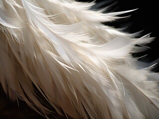 Ethereal Elegance: A Close-Up Capture of White Feathers, Their Smooth Texture and Delicate Softness Evoking a Sense of Graceful Serenity.