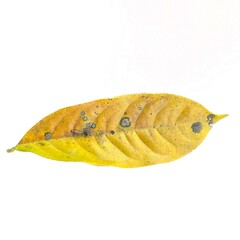 Autumn yellow leaves with isolated white background for holiday season and text adding commercial