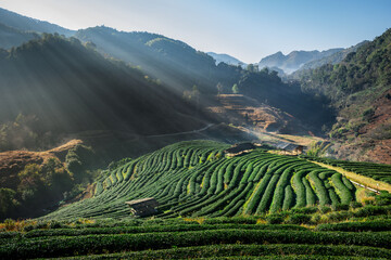 Travel on winter landscape ecotourism, scenery nature sunshine in morning with light mist and ozone in green tea plantation organic farm or rai cha 2000 in valley, Doi Ang Khang, Chiang Mai, Thailand. - obrazy, fototapety, plakaty