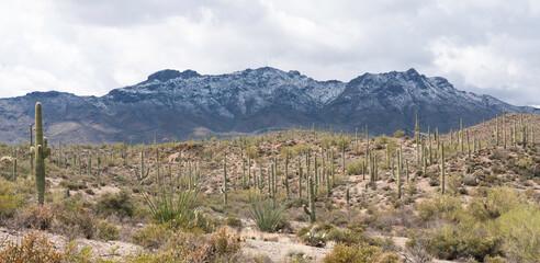Arizona Desert in Winter Snow