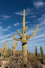 A beautiful giant saguaro cactus standing in Arizona Desert 