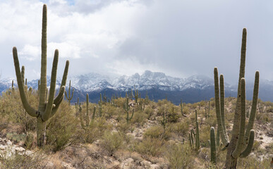 Arizona Desert in Winter Snow