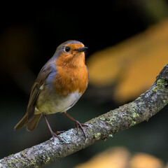 Erithacus rubecula