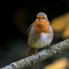 Erithacus rubecula
