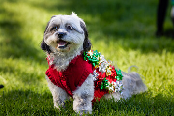 Cute dogs with Christmas costume