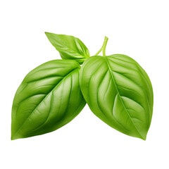 Fresh green Basil leaves - obrazy, fototapety, plakaty