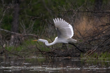 High aspect ratio flight of a Great Egret (Ardea alba). The wide wings of this large water bird allow it to generate great lift in a short distance, allowing for quick takeoffs