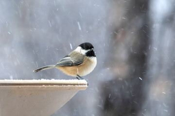 Black Capped Chickadee (Poecile atricapillus), snow covered evening.  This familiar songbird is one...