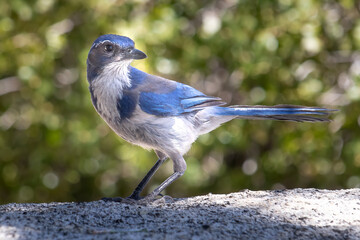 The California Scrub Jay.  The lesser known "blue" jay.

This Scrub Jay struck his best blue steel look as it foraged for seeds on a rock.

These guys inhabit the more arid regions of California
