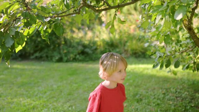 Cute preteen boy picking apples in orchard. Child reaching for apple and grabbing it. Harvesting in domestic garden or family farm. Healthy homegrown food for children