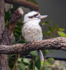 Kookaburra On A Branch