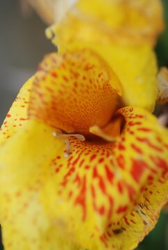 Yellow Canna Lilies