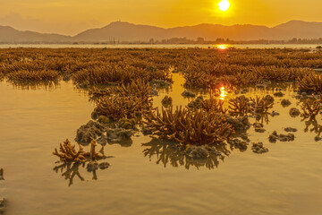 staghorn coral with sunrise or sunset on coral reef and mountain background