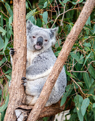 Adult Koala On A Branch