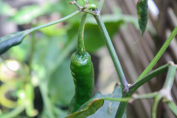 large green cayenne pepper fruit hanging on the tree, raw cayenne pepper