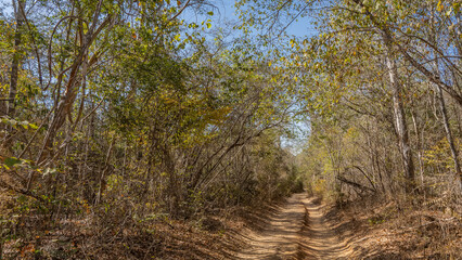 Fototapeta na wymiar A straight dirt road with ruts runs through the forest. Thickets of deciduous trees on the roadsides. The blue sky. Dry Kirindy Forest. Madagascar.