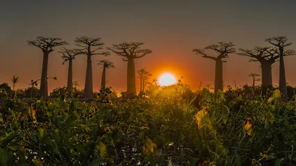Fototapeten A fantastic sunset on the alley of baobabs. Madagascar. Silhouettes of huge trees with thick trunks and compact crowns against the blue-orange evening sky. The sun is shining low above the horizon. © Вера 