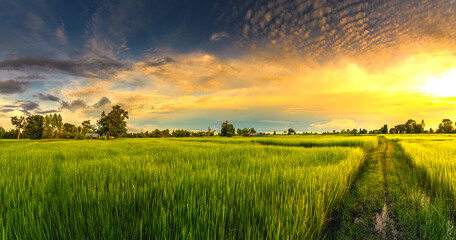 The rice fields are full, waiting to be harveste at countryside with sunset. Farm, Agriculture...