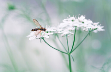 Hover fly on yarrow flowers in summer close up
