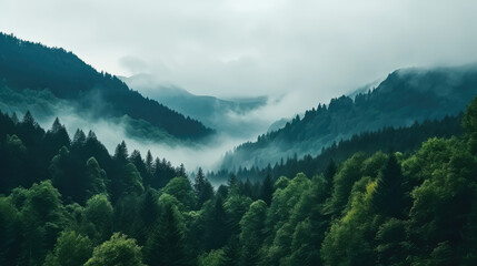 Fototapeta premium Cool toned misty valley overgrown with pine trees
