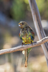 Mulga Parrot (Psephotus varius)