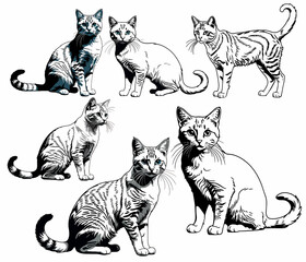 cat, on a white background. Vector graphics.