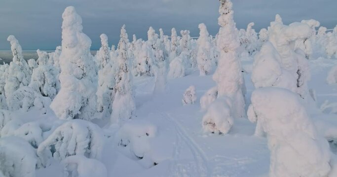 Aerial view over ski trails in a snowy forest on top of a fell, sunrise in Lapland