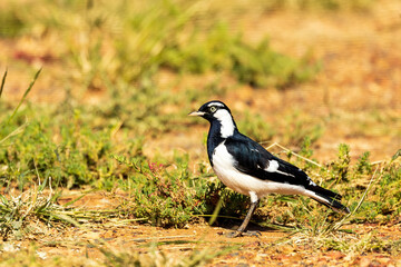 Magpie-lark (Grallina cyanoleuca)