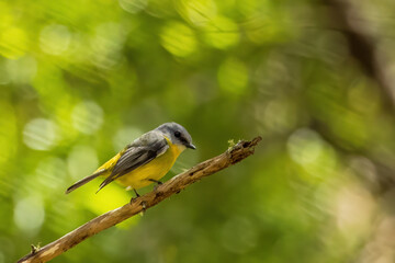 Eastern Yellow Robin (Eopsaltria australis)