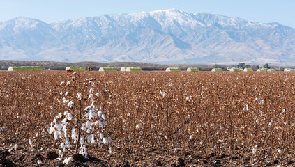 Landscape of cotton farm with harvested cotton in bales