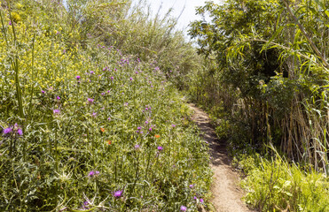 The hiking  trail passes through the El Al National Nature Reserve located in the Northern Galilee in Northern Israel
