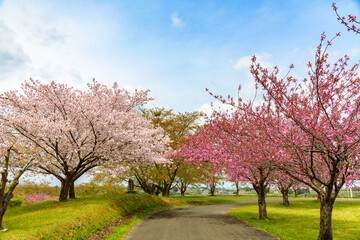 Obraz premium 春爛漫 桜と青空 (宮城県長沼) 