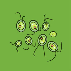 Chlamydomonas: Green algae model organism, unicellular, pivotal for cell biology and genetics research in aquatic environments.