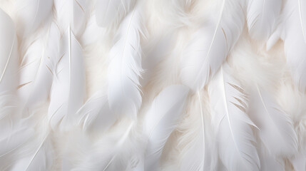 white feathers delicate backgrounds, top view