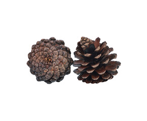 Pine cone transparent png