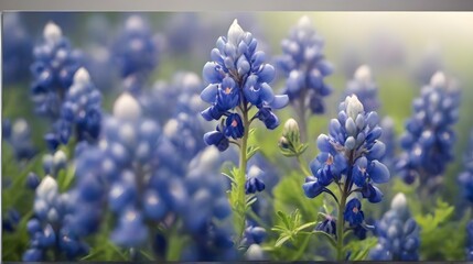 Blue lupine flowers in the meadow. Spring background. - obrazy, fototapety, plakaty