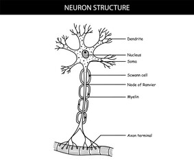 anatomical illustration of a neuron in cartoon style